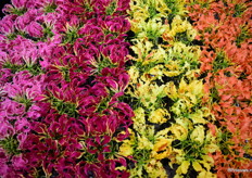 De Gloriosa's van Glorious Gloriosa.